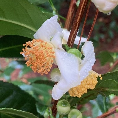 Camellia ptilophylla